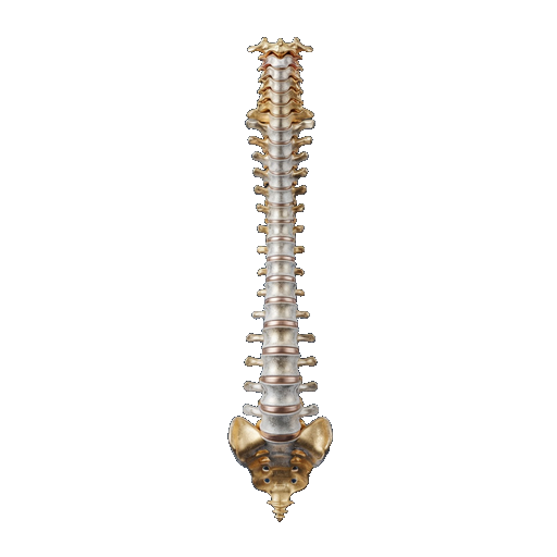 Spine